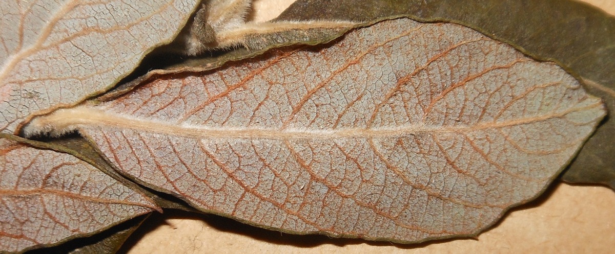 Salix atrocinerea / Salice di Gallura